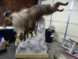 Himalayan Tahr Full Body Mount