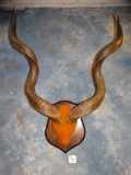 African Greater Kudu Horns on Panel