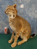 Sitting Bobcat full body mount