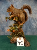 Fox Squirrel mount