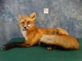 Red Fox Relaxing full body mount