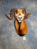 Corsican Sheep shoulder mount