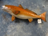 32 ... inch Saltwater Redfish Fiberglass Reproduction mount