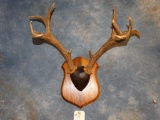 Non-typical Sitka Blacktail Deer Antlers on plaque