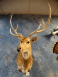 Axis Deer shoulder mount