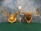 Pair of Texas Whitetail Deer Racks