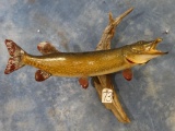 Real Skin Northern Pike fish mount