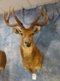Javan Rusa Deer shoulder mount