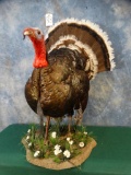 Strutting Wild Turkey Gobbler mount