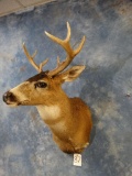 Sitka Blacktail Deer shoulder mount