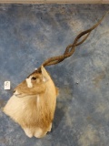 African Addax Antelope shoulder mount