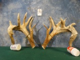Heavy Matching Pair of Whitetail Deer Sheds