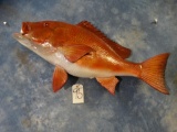 New Red Snapper Fish mount