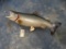 Coho or (Silver) Salmon fish mount