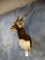 Beautiful Blackbuck Antelope shoulder mount