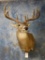 157 gross 11 pt. South Texas Whitetail Deer shoulder mount