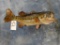 Brand new 5 lb. Real skin Largemouth Bass mount