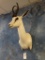 White Springbuck Gazelle shoulder mount