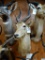 No. 5 Puku African Antelope shoulder mount