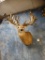 Huge 42 pt. Whitetail Deer shoulder mount