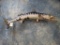 Huge 55 inch Real Skin & Teeth Barracuda Mount