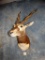 Blackbuck Antelope shoulder mount