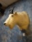 Rocky Mountain Goat shoulder mount