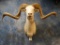 Top Texas Dall Sheep Ram shoulder mount