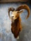 European Mouflon Trophy Ram shoulder mount