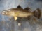 34-1/2 inches Snook Fiberglass Reproduction Fish Mount