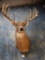 Big 170+ Class Texas Panhandle Whitetail Deer shoulder mount