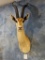 African Grants Gazelle shoulder mount