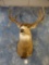 Double Drop Mule Deer shoulder mount