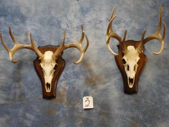 10pt. & 9 pt. Whitetail Deer Partial Skull Mounts on Panels