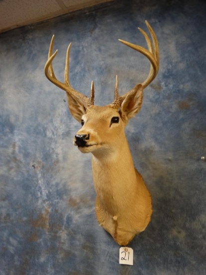 8pt. Whitetail Deer shoulder mount