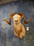 Cinnamon Texas Dall Sheep shoulder mount