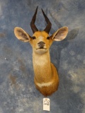 African Chobe Bushbuck shoulder mount