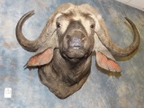 Awesome Record Class Cape Buffalo shoulder mount
