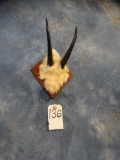 Rocky Mountain Goat Horns on Panel