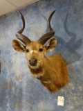 African Zambezi Sitatunga shoulder mount