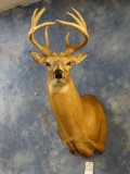 Basket Rack 9 point Whitetail Deer shoulder mount