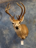 11pt. Non-typical Texas Whitetail Deer shoulder mount