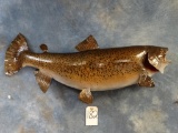 Brand new Awesome Real Skin Brown Trout mount