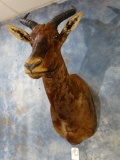 African Tsessebee Antelope shoulder mount