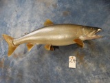 Real Skin mount Lake Trout