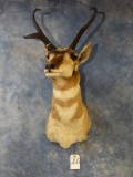 Pronghorn Antelope shoulder mount