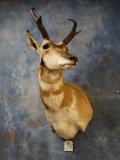 Pronghorn Antelope shoulder mount