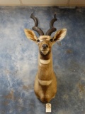 African Lesser Kudu shoulder mount