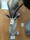 No. 5 All Time Record Book Grants Gazelle shoulder mount