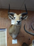 No. 3 Record Book Red Lechwe shoulder mount